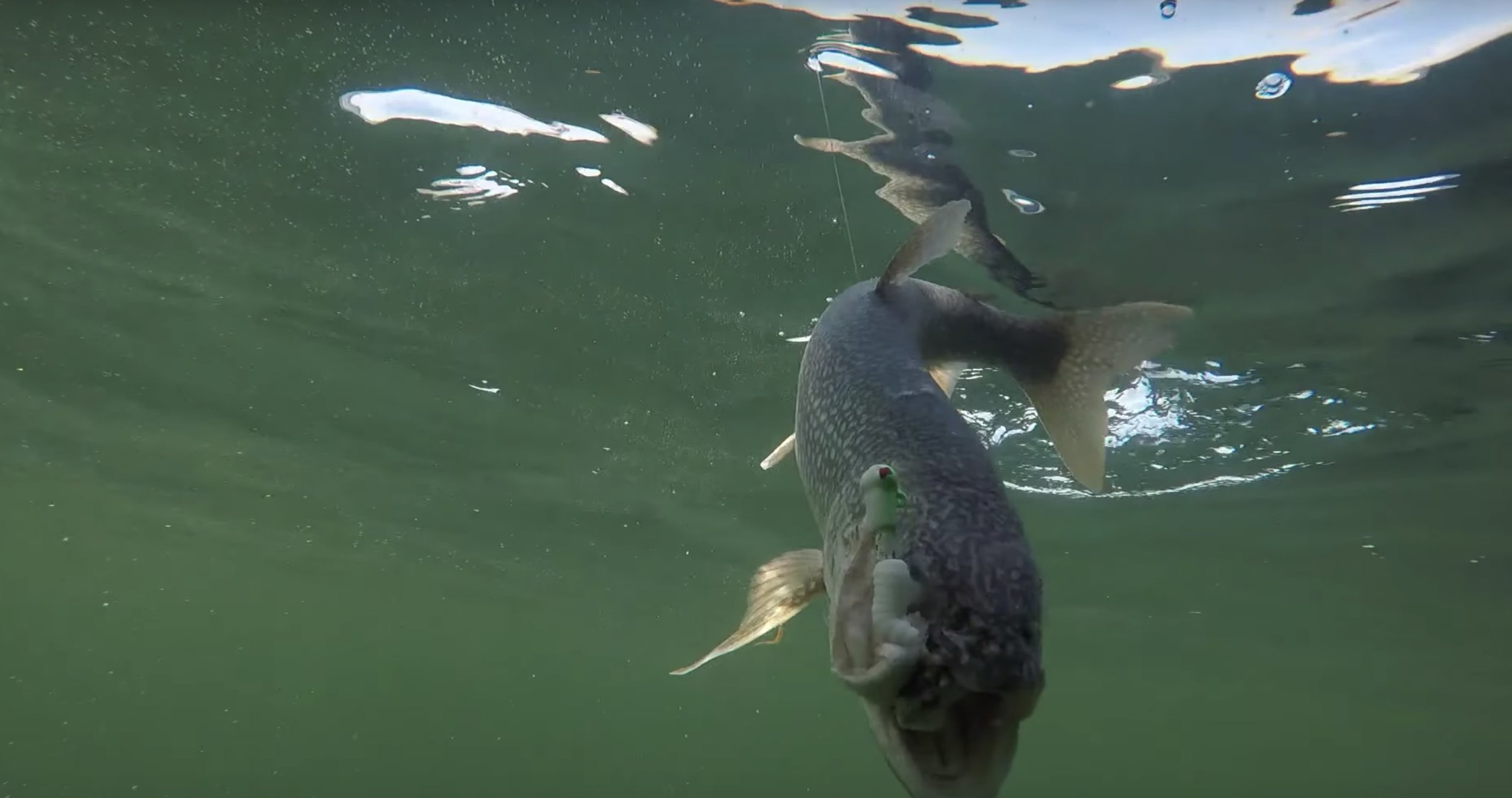 3/4 oz Popeye jig when jigging for lake trout.