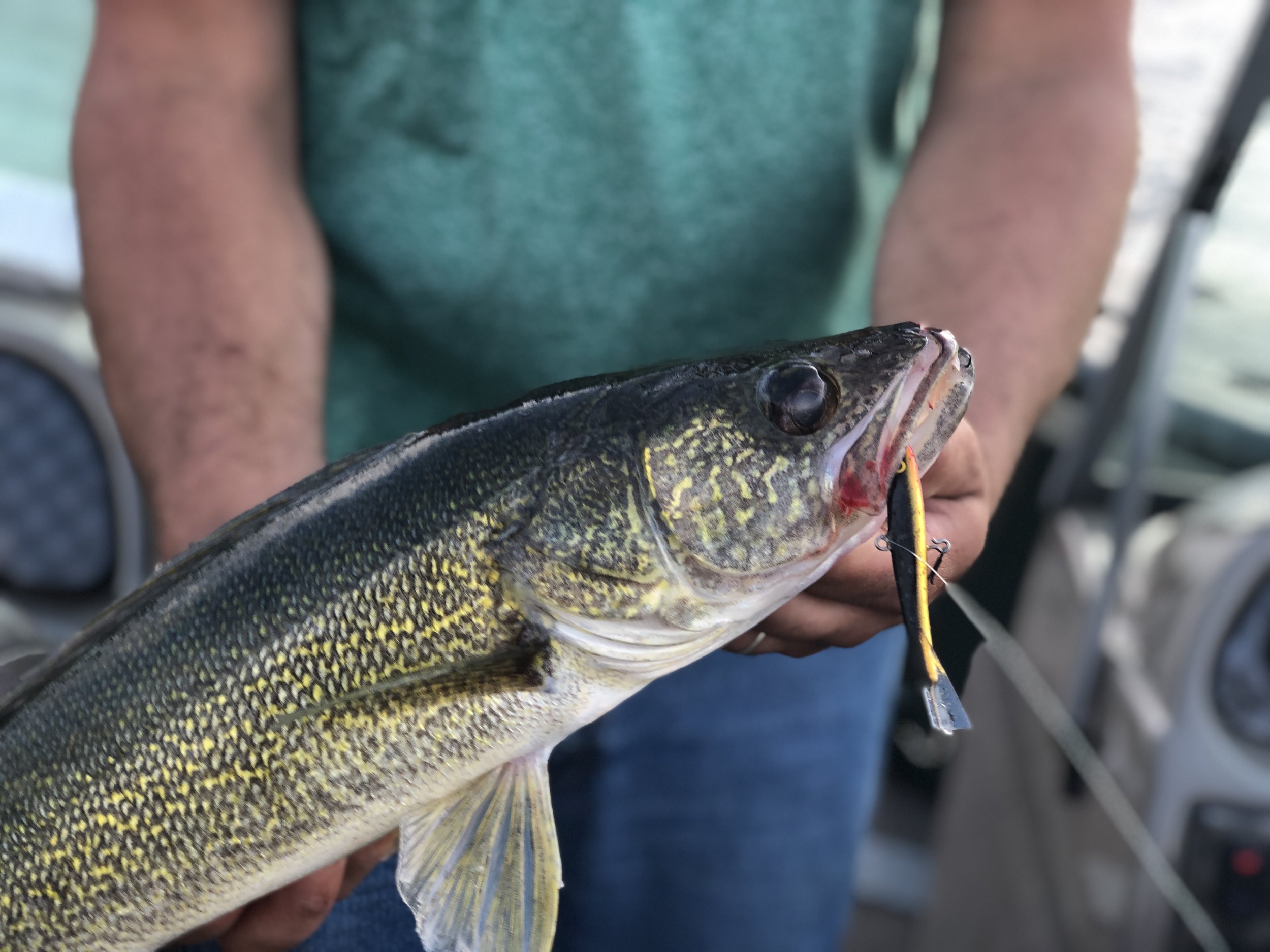 How to Fish Rapala Jigging Raps for Walleye Through the Ice