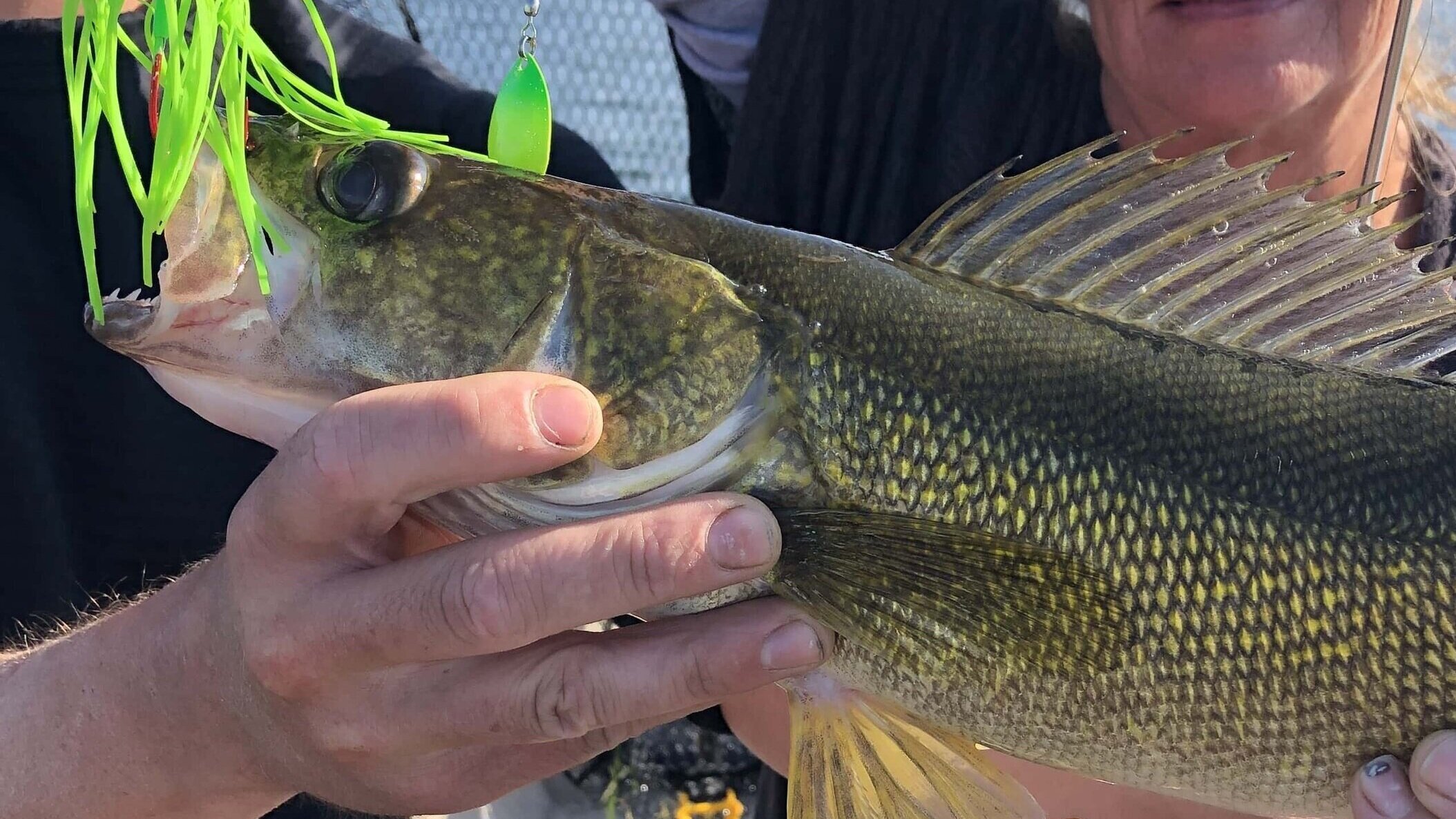 Leech Lake Walleye caught on a spinner bait