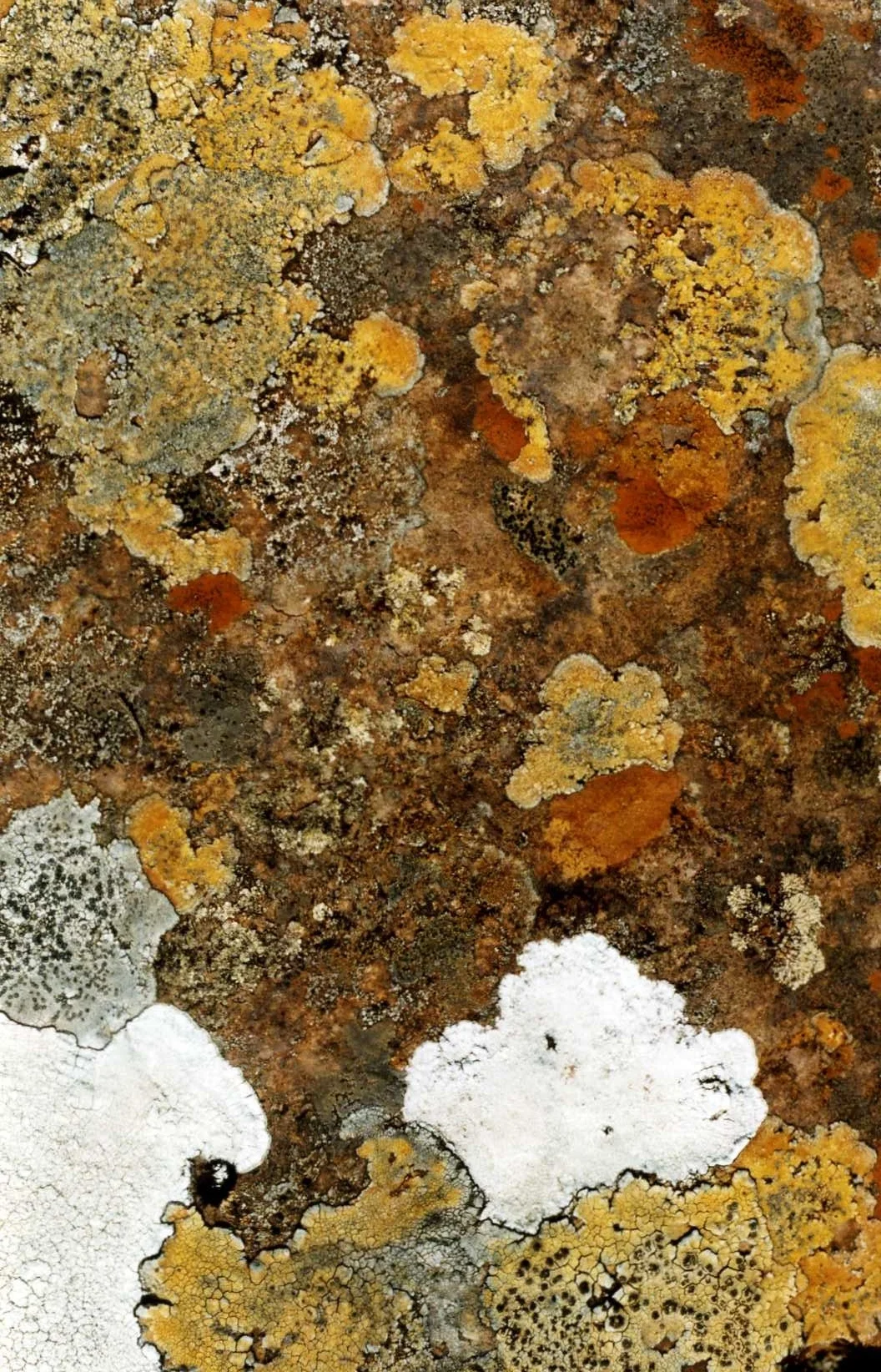 Suilven Lichen.jpg