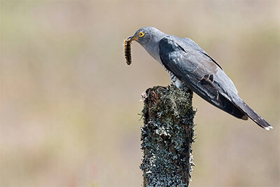 Thumbnail_Cuckoo with Drinker Moth caterpillar.jpg