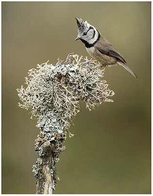 Thumbnail_Crested Tit.jpg