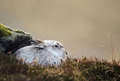 Thumbnail_Mountain Hare.jpg