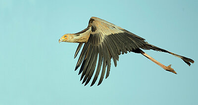 Thumbnail_Secretary Bird (Sagittarius serpentarius).jpg