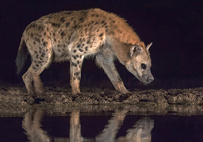 Thumbnail_Spotted Hyena.jpg