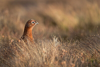 Thumbnail_Red Grouse.jpg