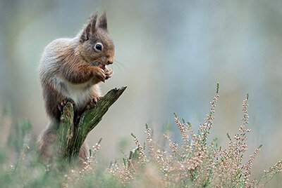 Thumbnail_Red Squirrel.jpg