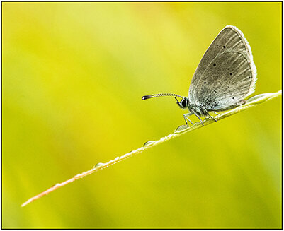 Thumbnail_Small Blue.jpg