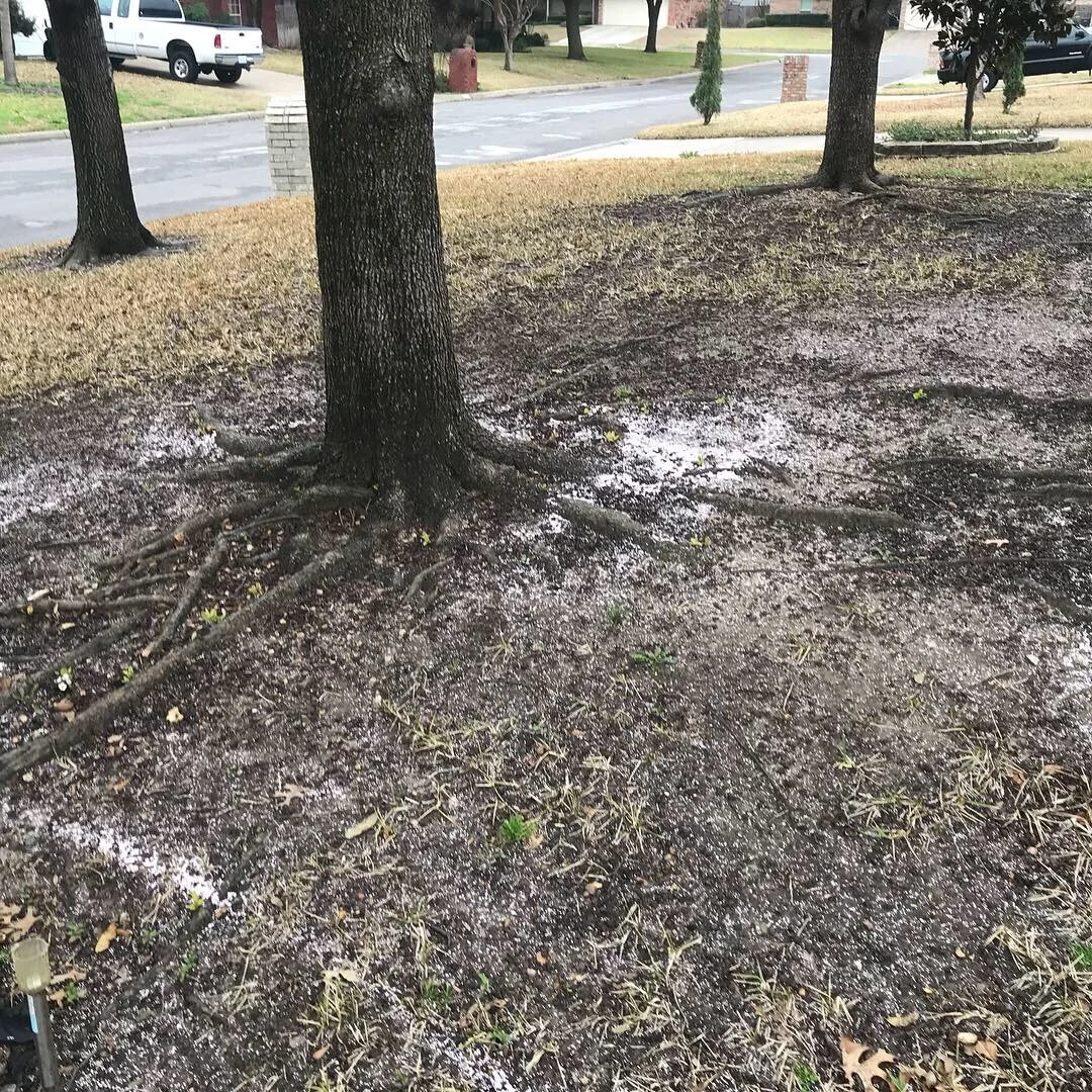 25 Common Landscaping Mistakes