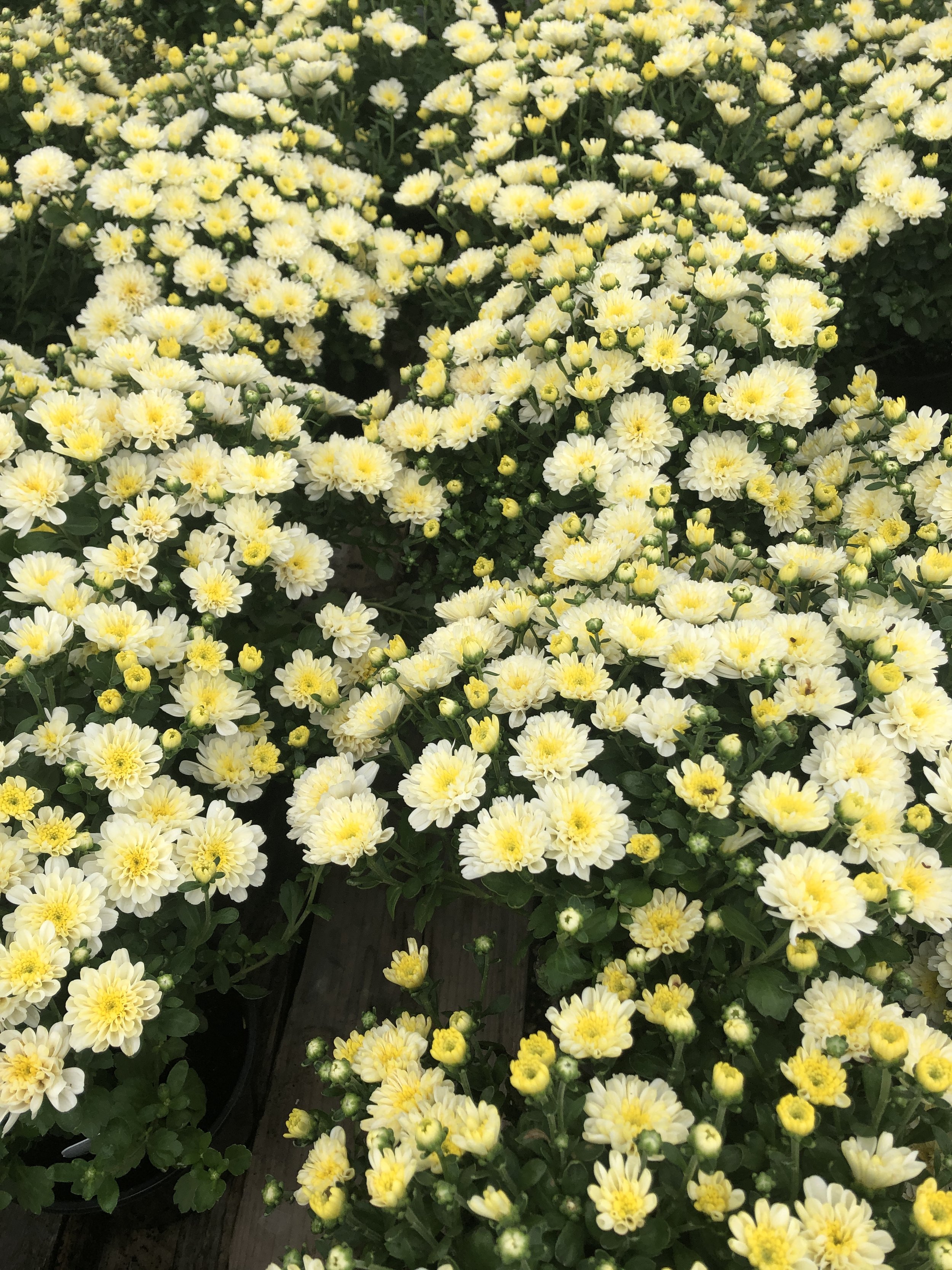 TEXAS WINTER LANDSCAPING - February 