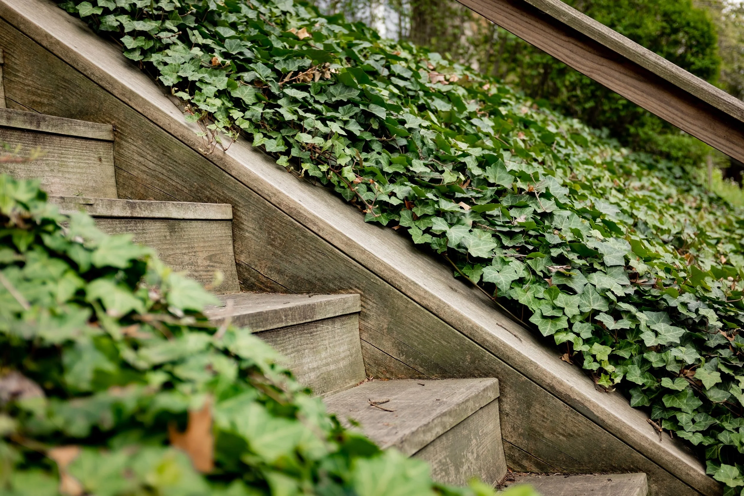 plants for slope - English ivy ground cover