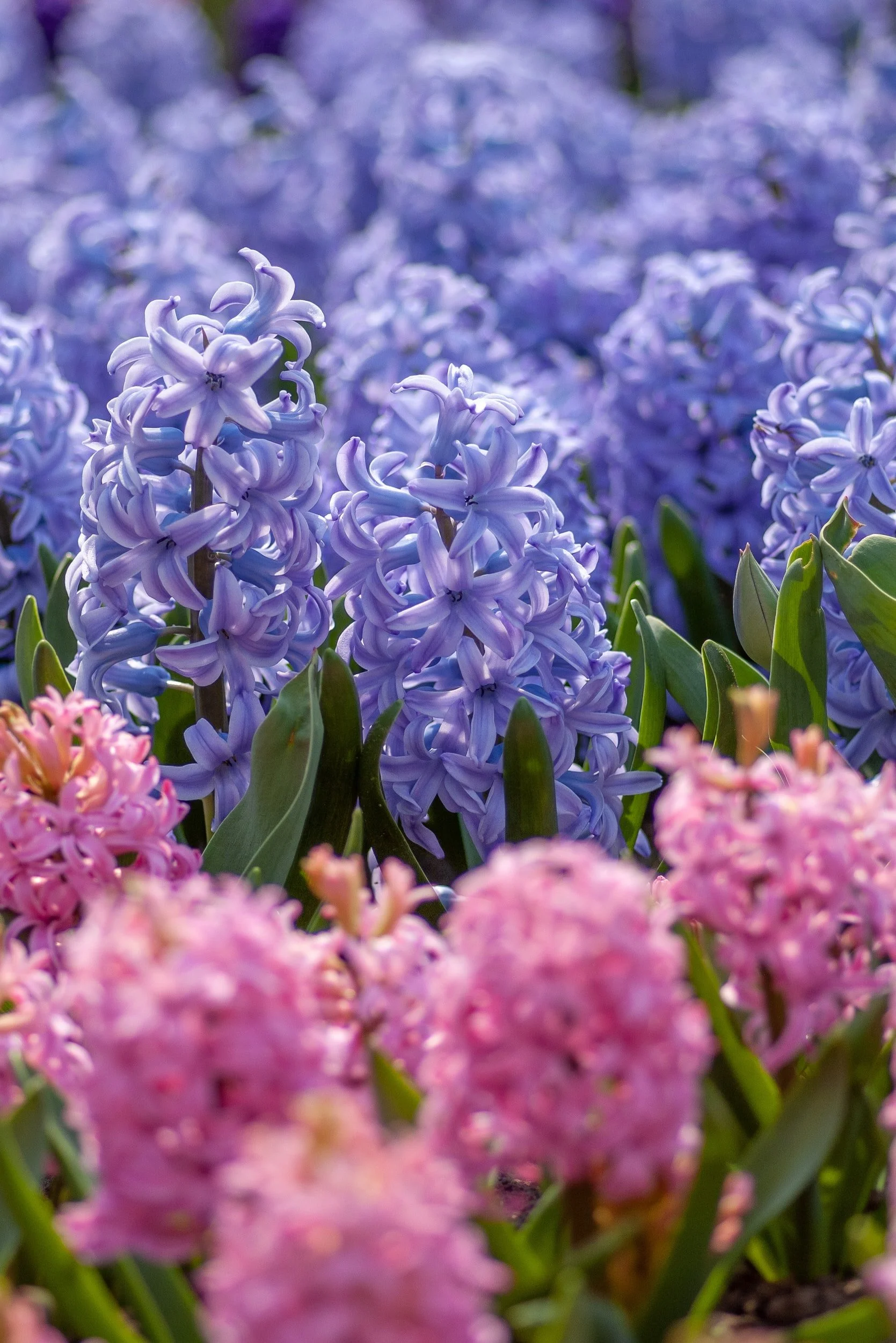blue hyacinth