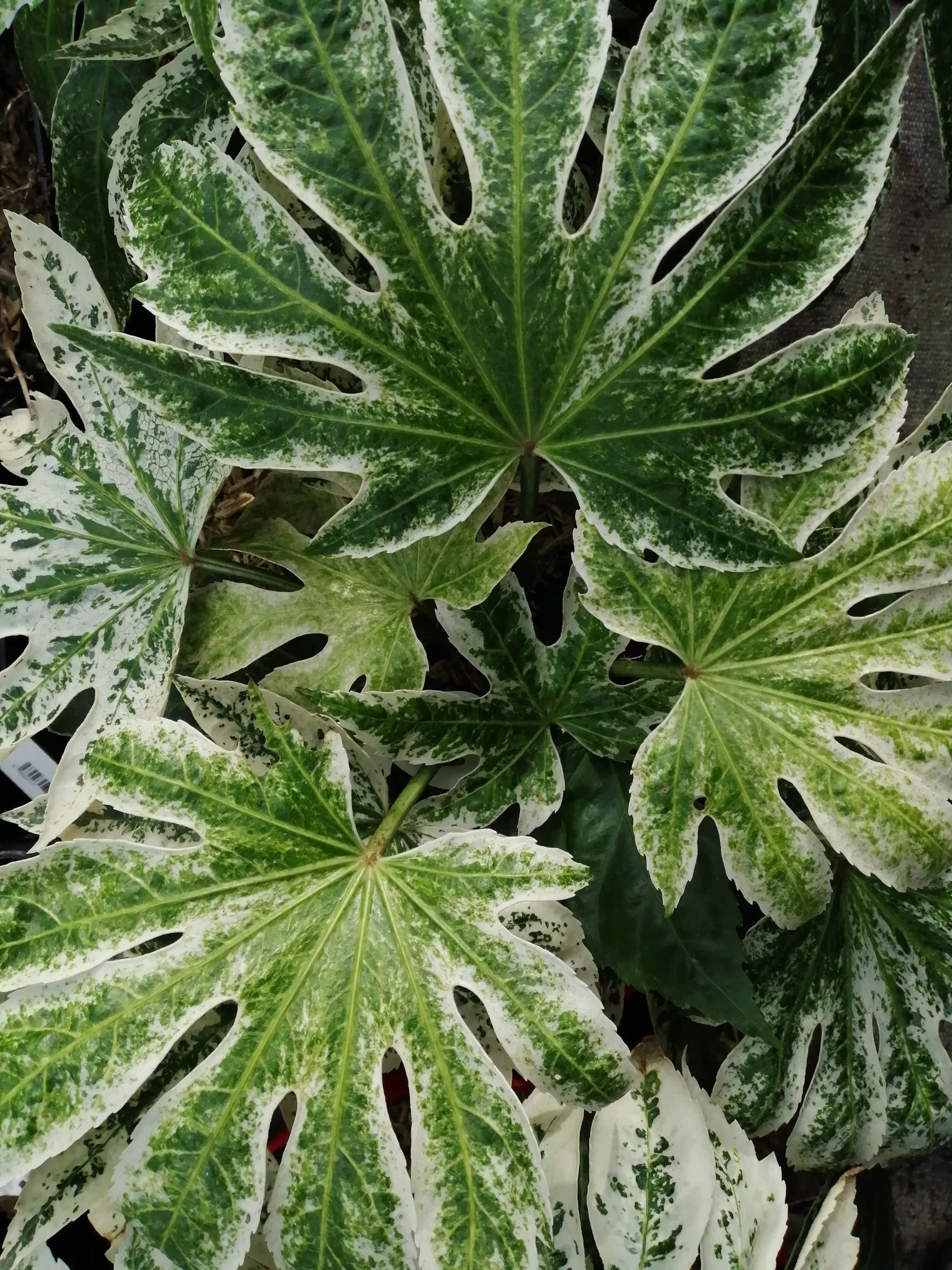 variegated yellow green plant