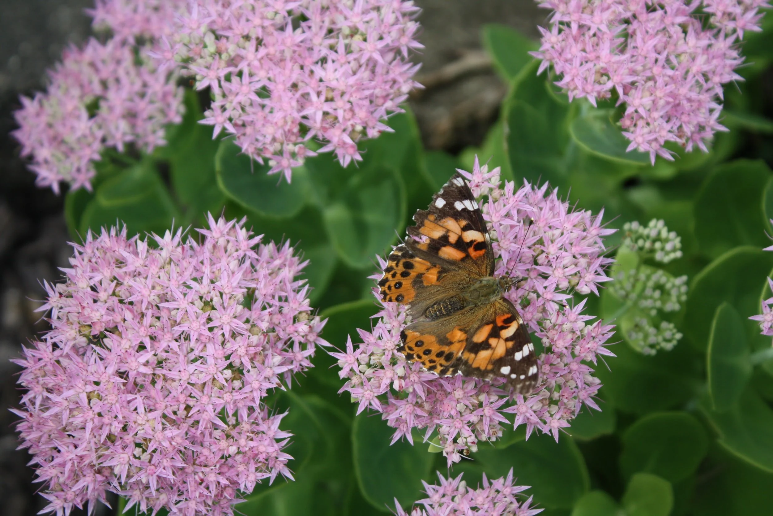 drought tolerant plant