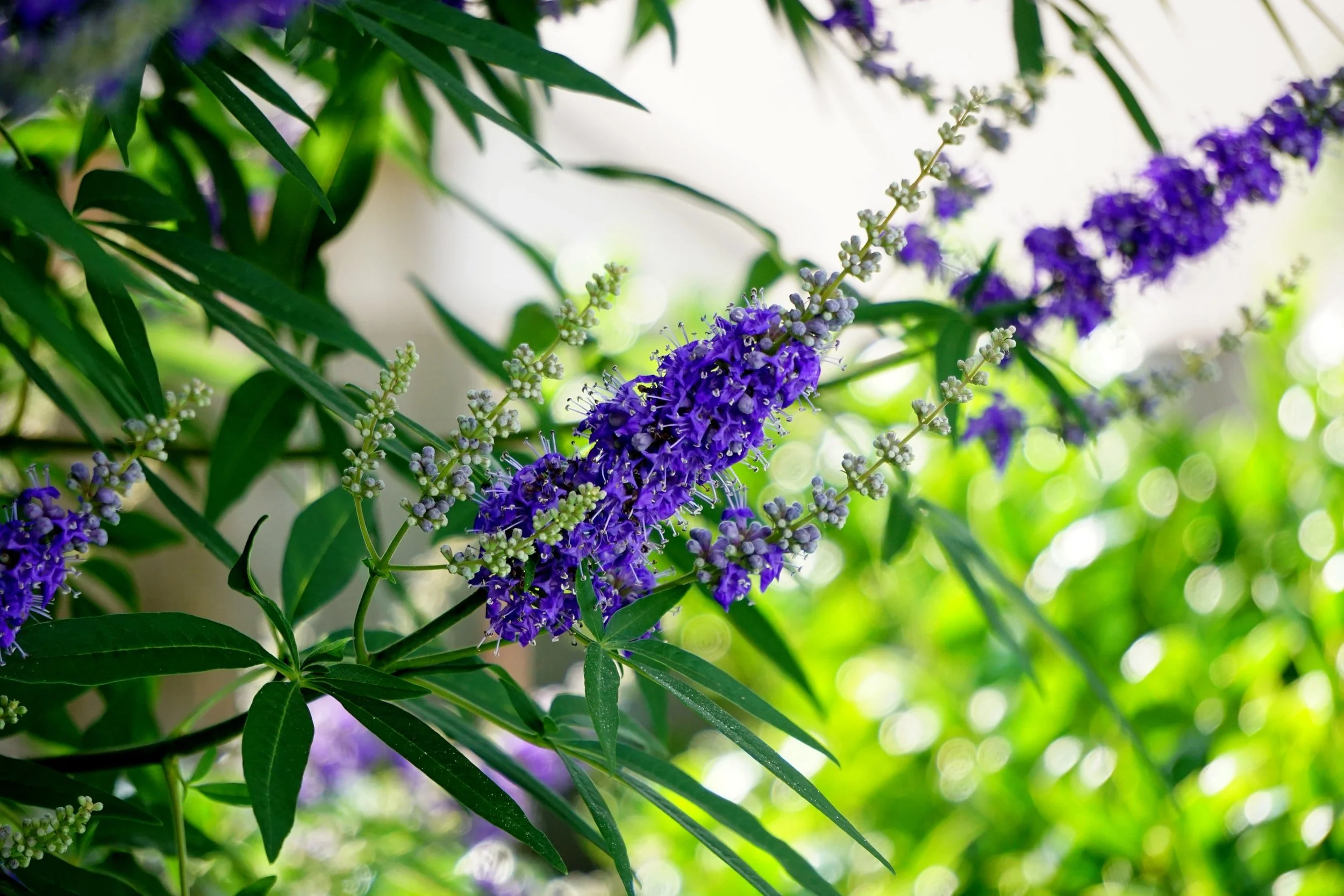 texas mountain laurel in Texas