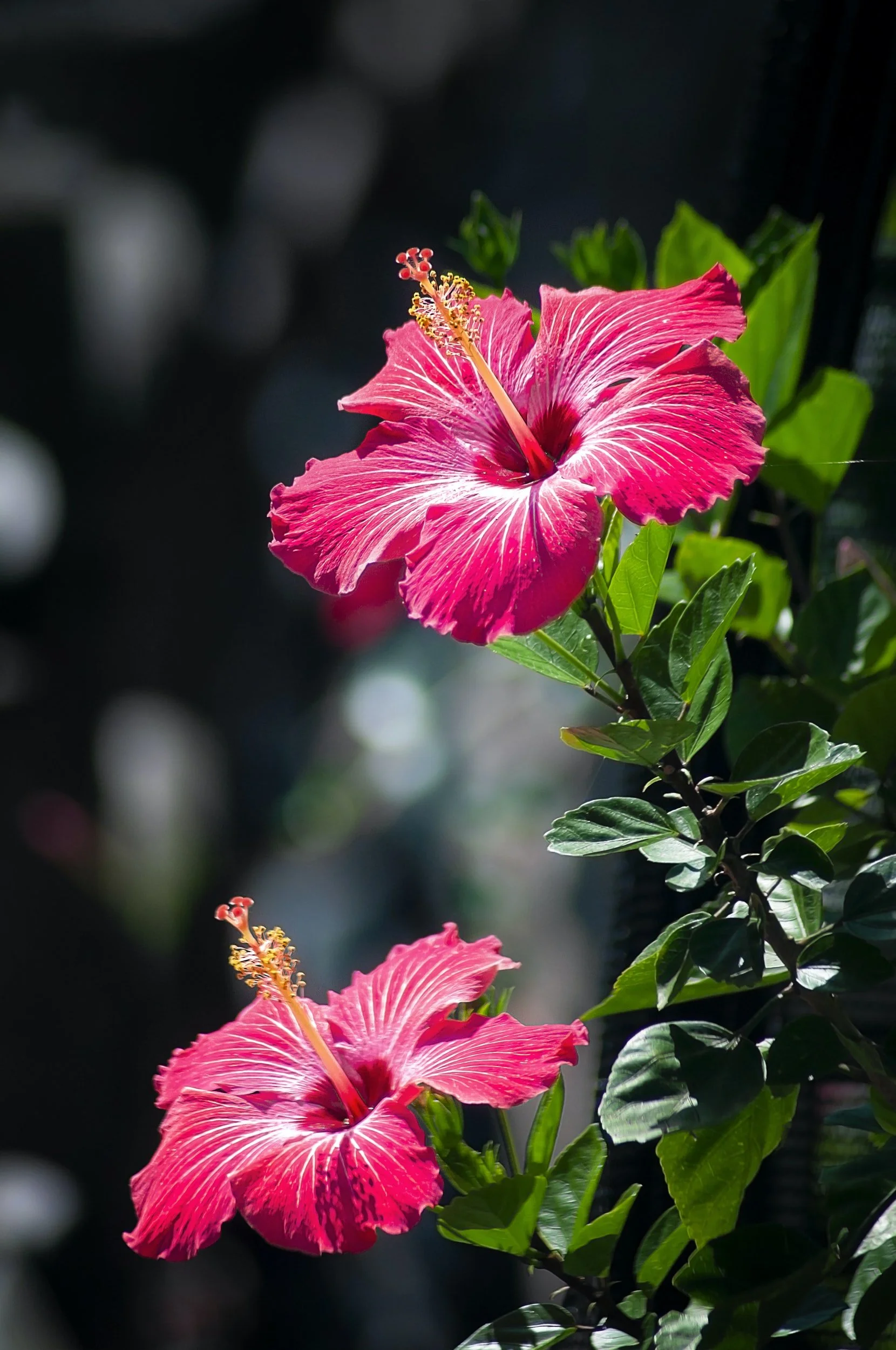 container plants in texas