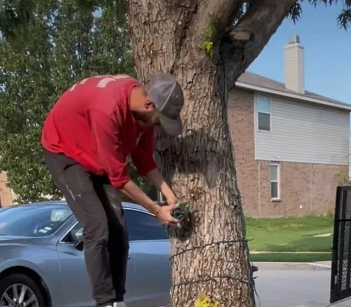 Wrapping Trees with lights in Chicago