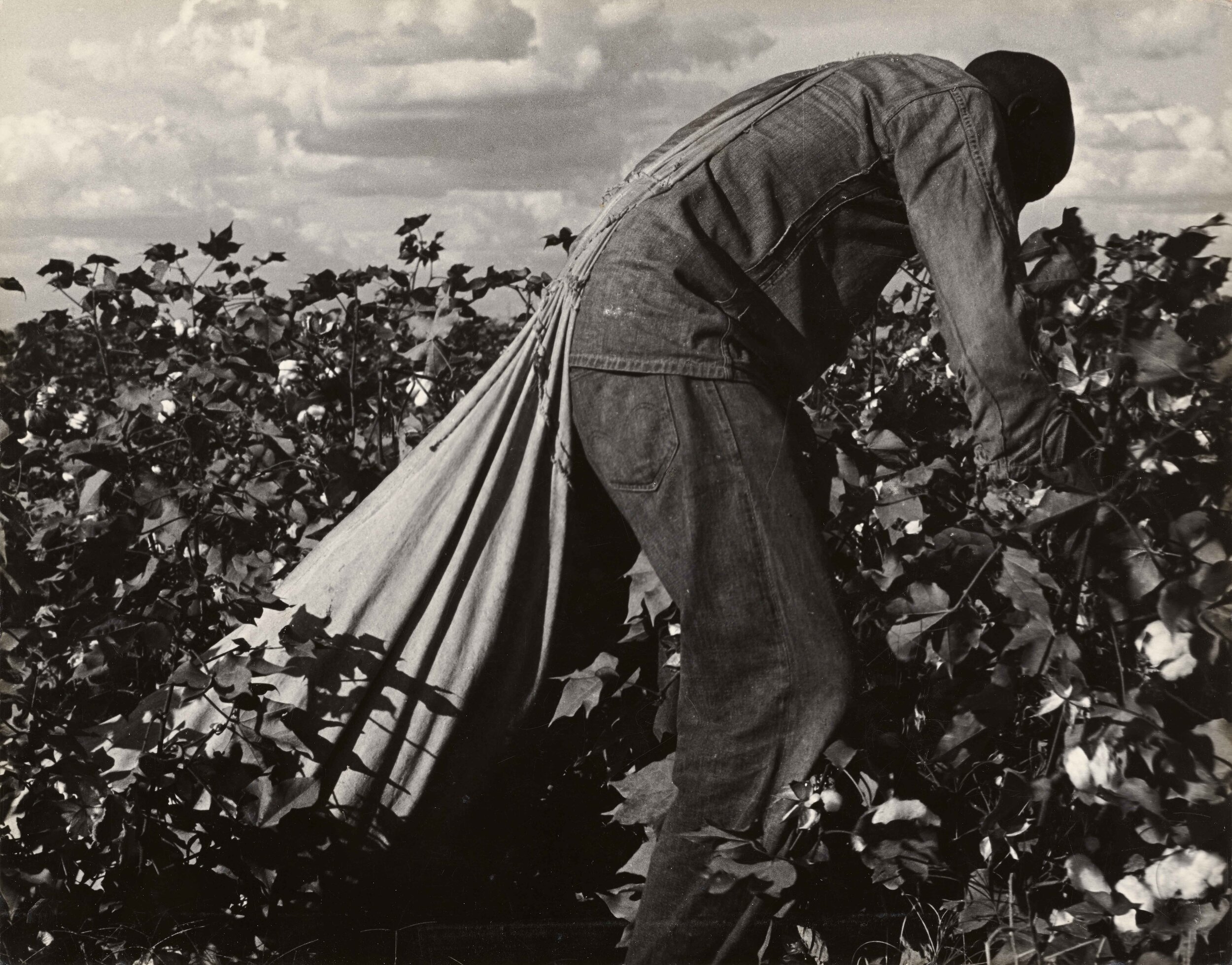 Dorothea Lange, Stoop labur in cottonfield, San Joaquin, California 1938