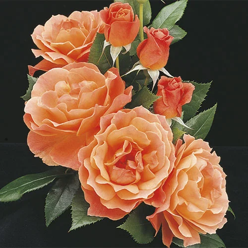 Tandrow Roses Tender Tea Roses — Westerose Greenhouse & Weddings In The Woods