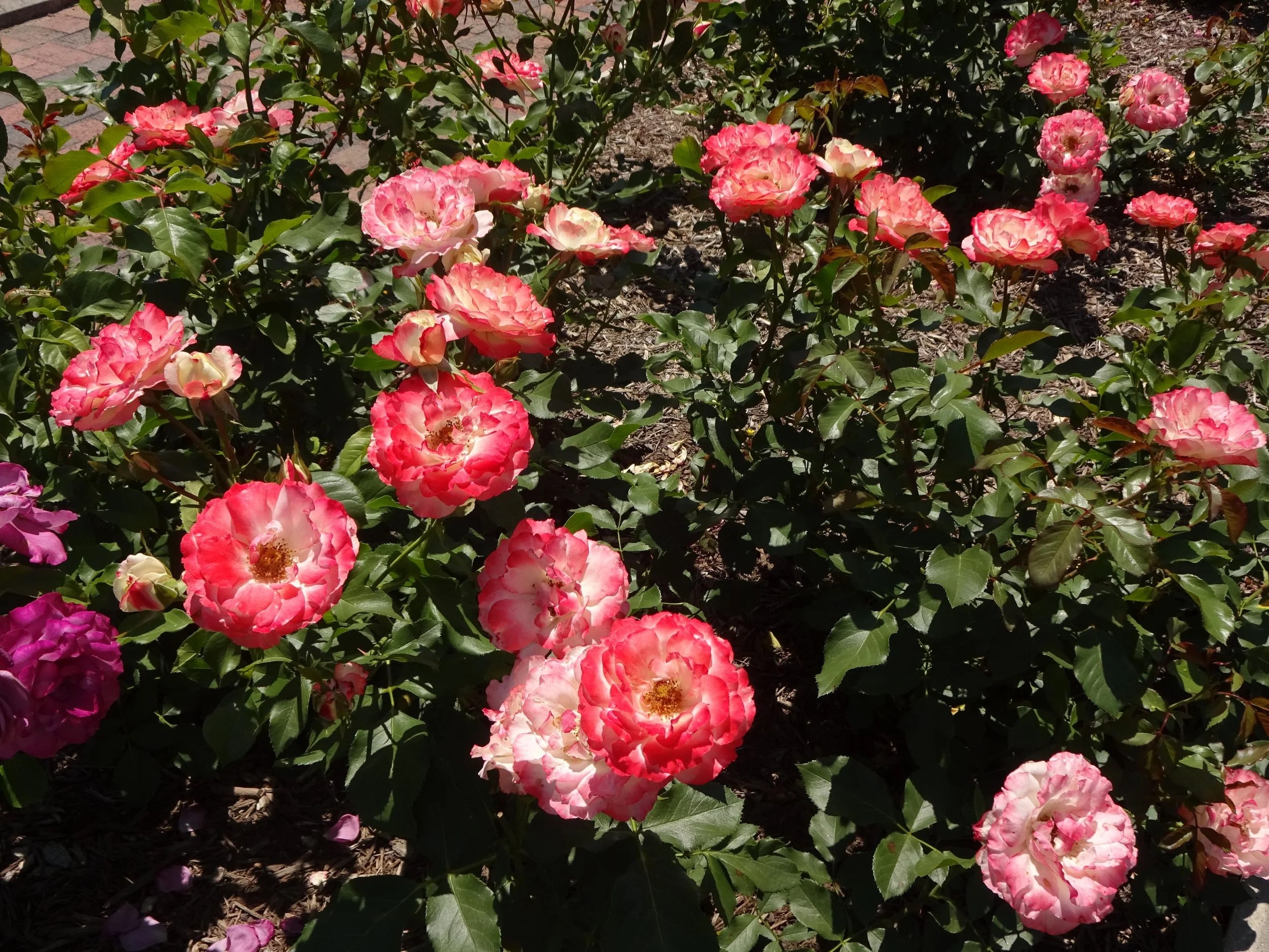 Delany Sisters Rose.jpeg