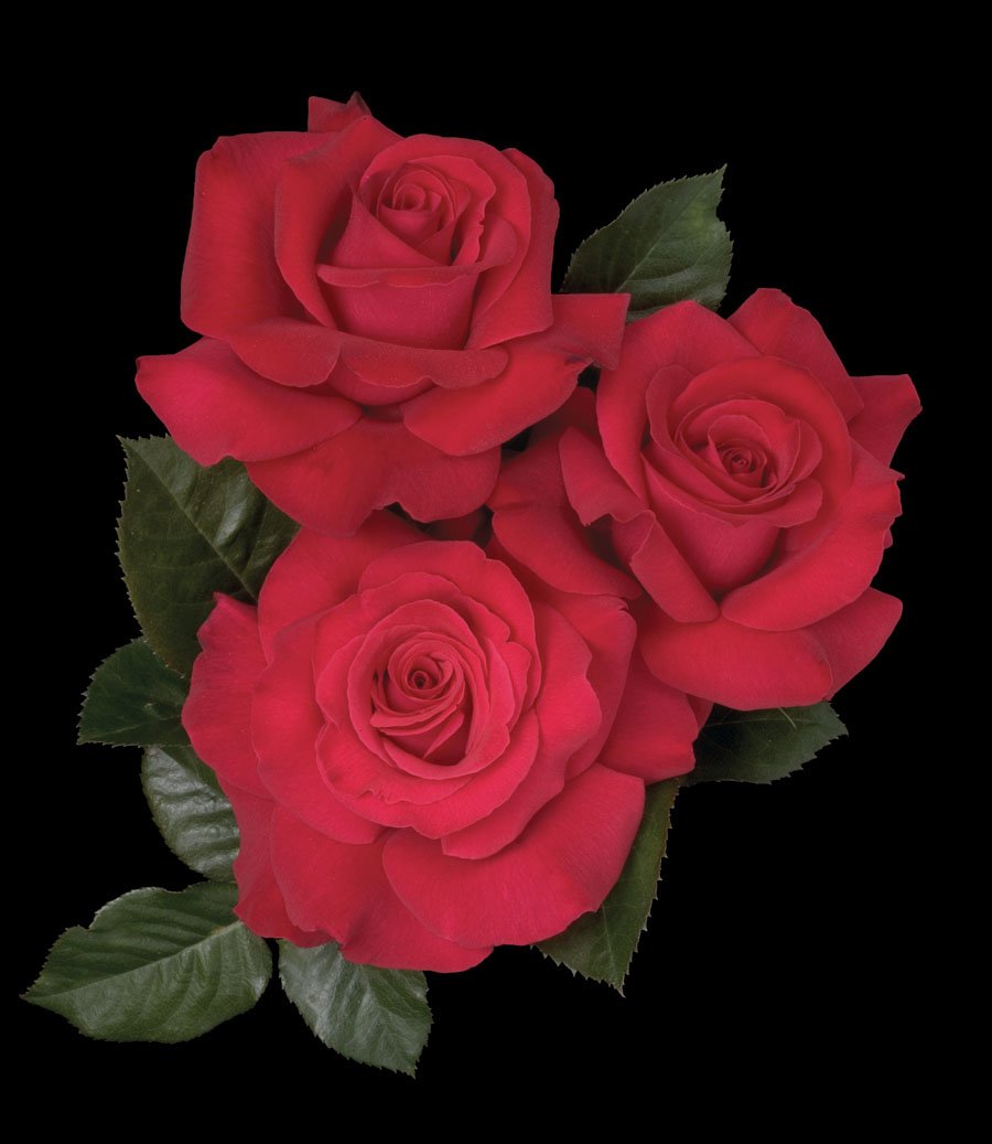 Let Freedom Ring Hybrid Tea Rose