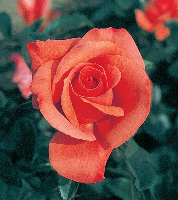 Marmalade Skies Floribunda