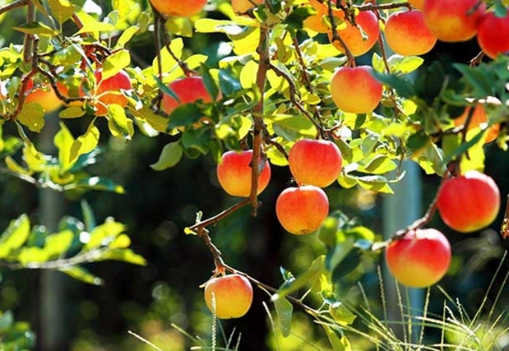 Fruittrees.jpg
