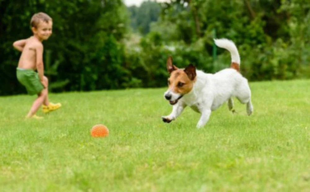 Boy-Dog.jpg