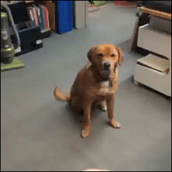 dog not caughing fizzbe.gif