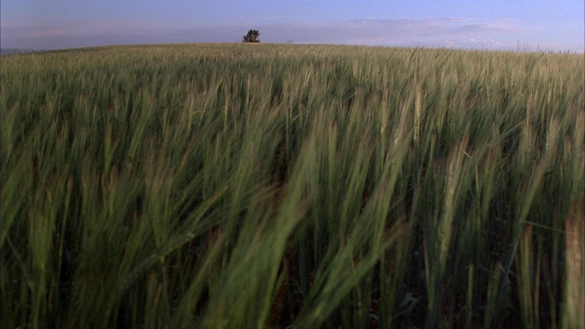 88 - Days of Heaven.jpg