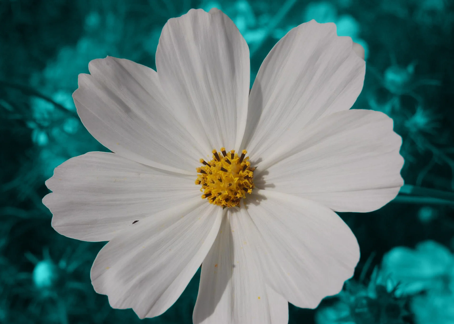 Flower Background2.jpg