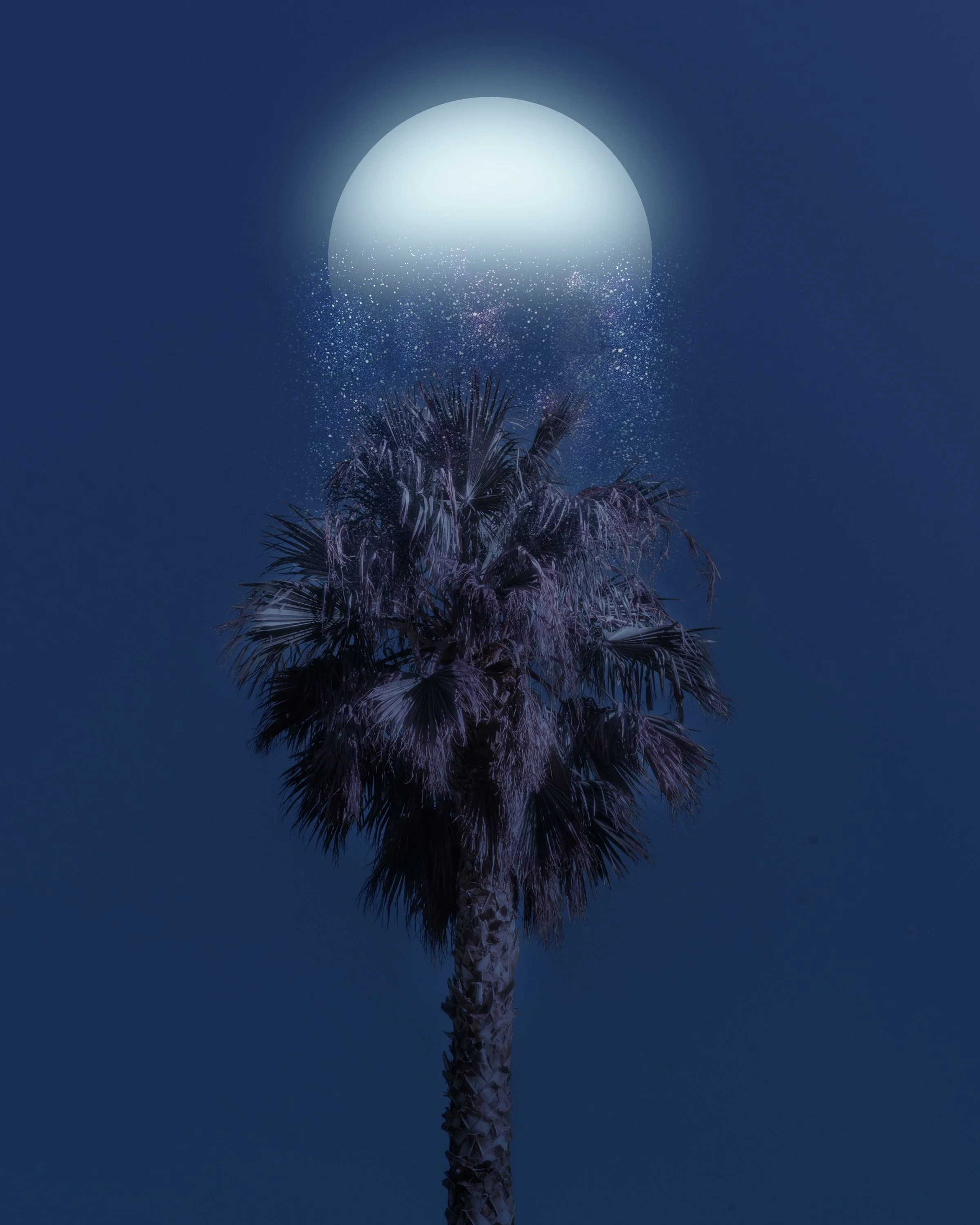 PalmTree_3.jpg
