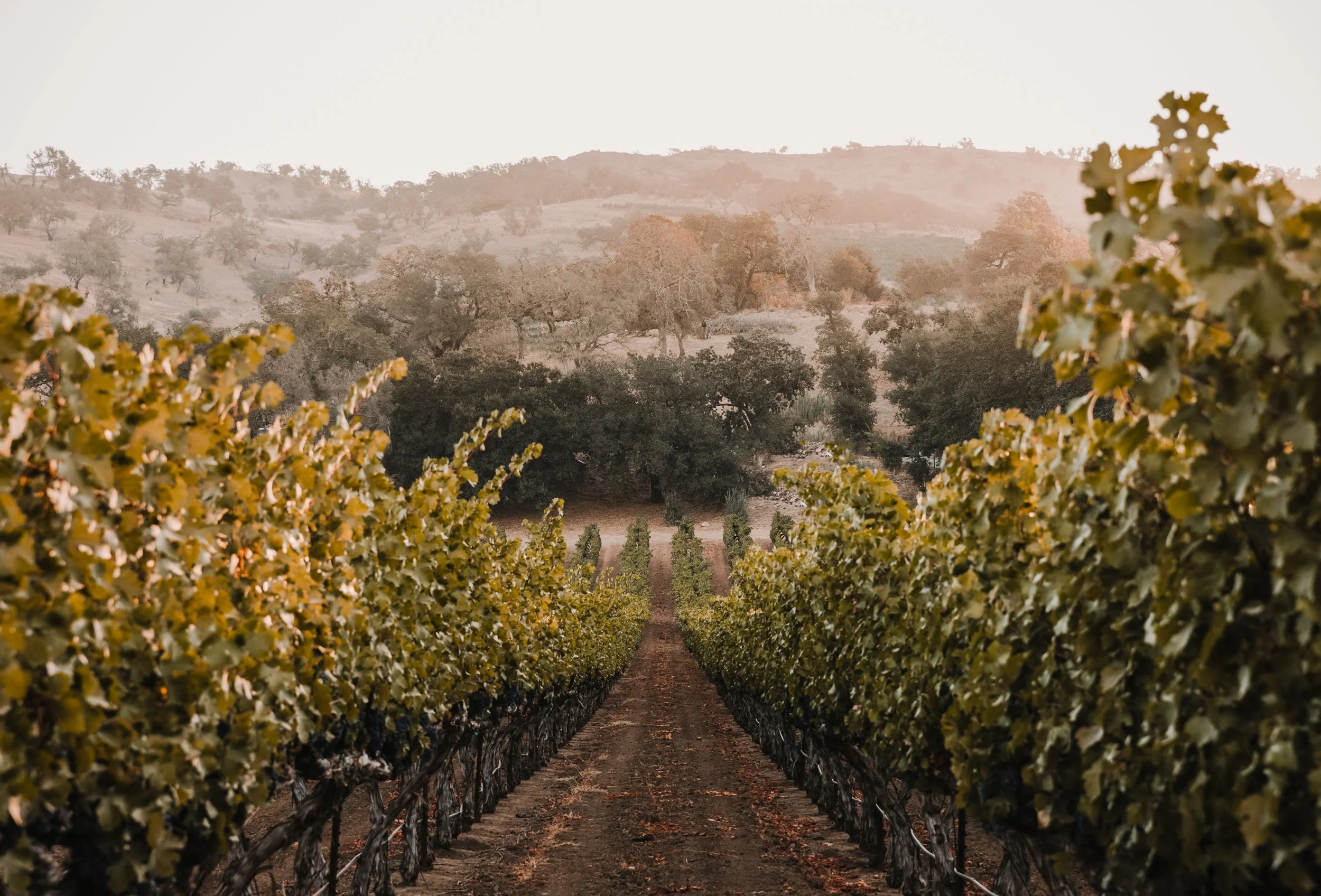 Winery &amp; Vineyard