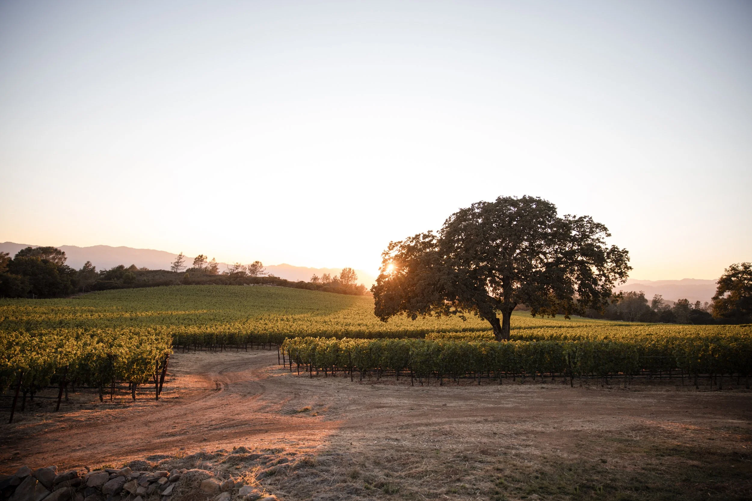 The sun is setting behind a large oak tree in a vineyard in Napa Valley during the summer.