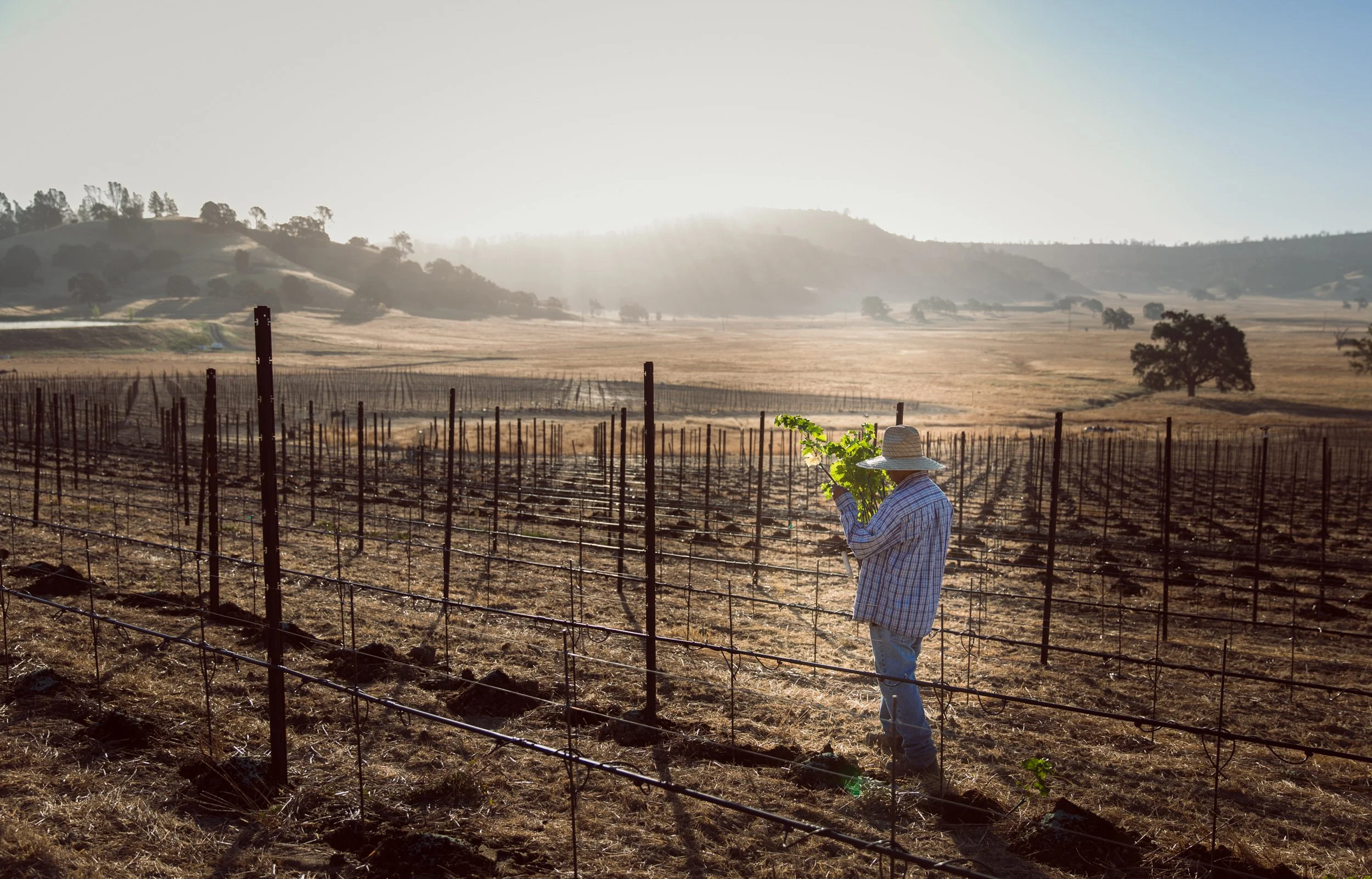 A man stands holding a grapevine plant, as he begins laying out a vineyard in Napa County