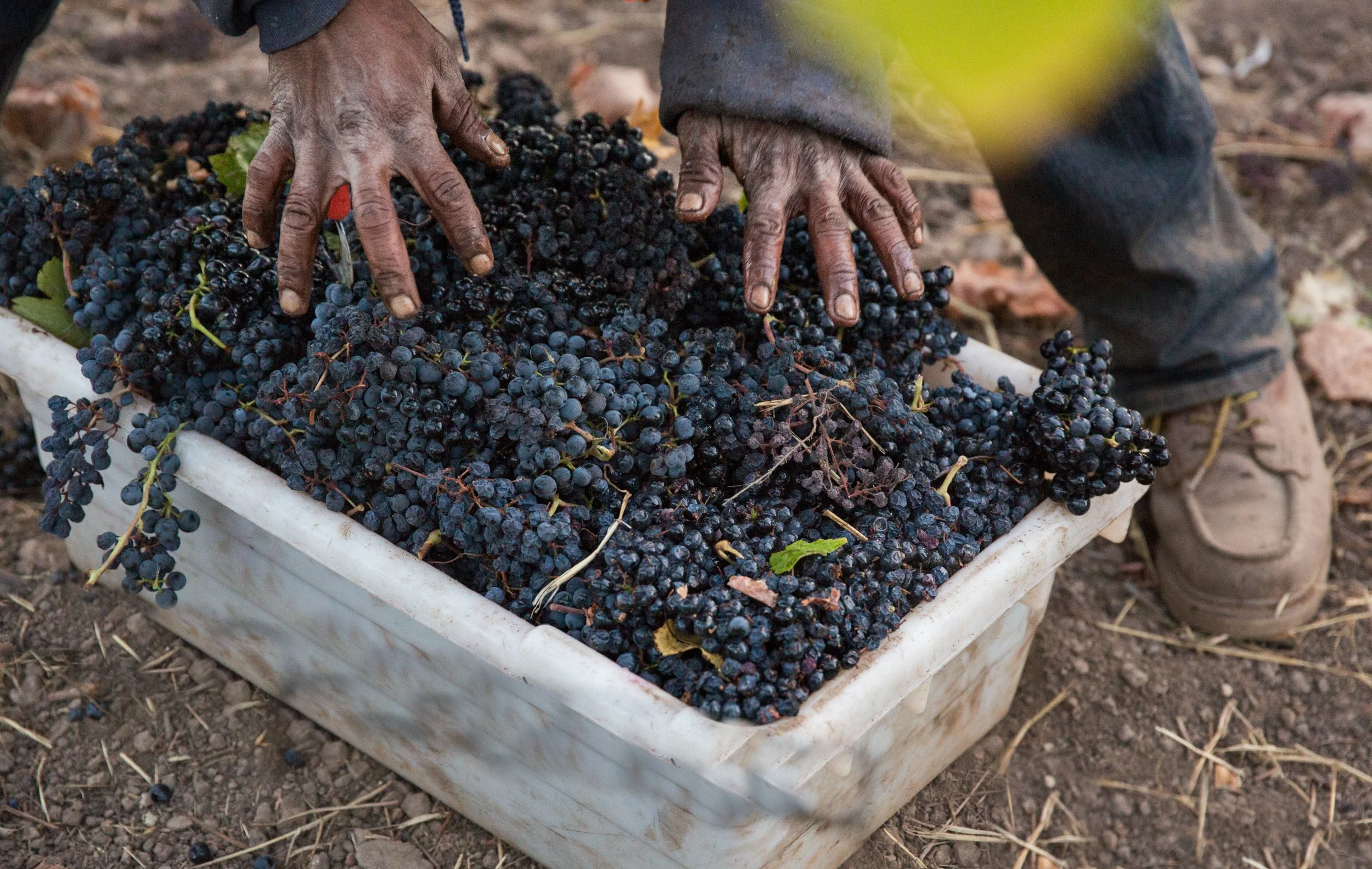 A bin full of red wine grapes is being harvested. 