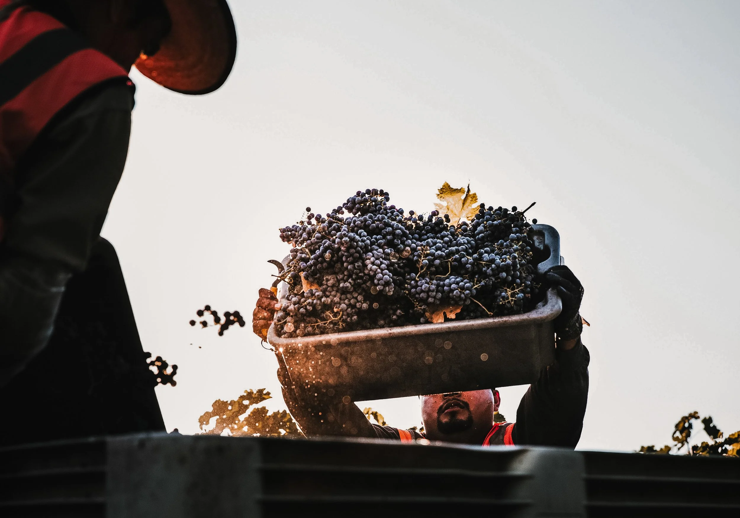 Grape harvest in Napa Valley. A man hoisting a bin of red grapes, being thrown into a gondola. The morning sun is golden, highlighting the grapes.
