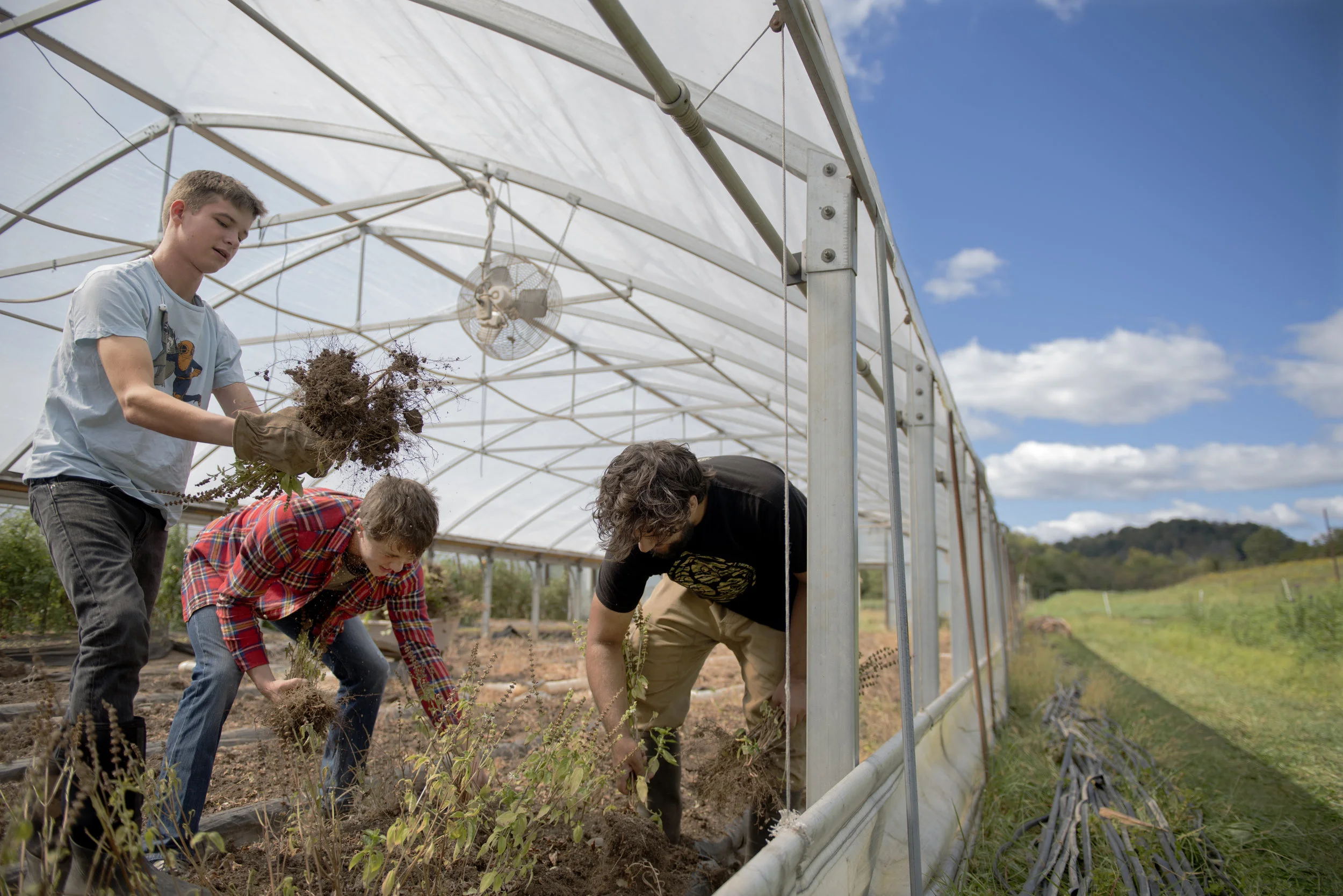 (Left to right) Wyatt Cooper, Noah Fox, and Karrion Toole rip up dead plants from a greenhouse they needed to empty to fill with winter crops. Cooper's and Fox's parents are friends with the Rondys and the Rondys asked for the boys' help for the day.
