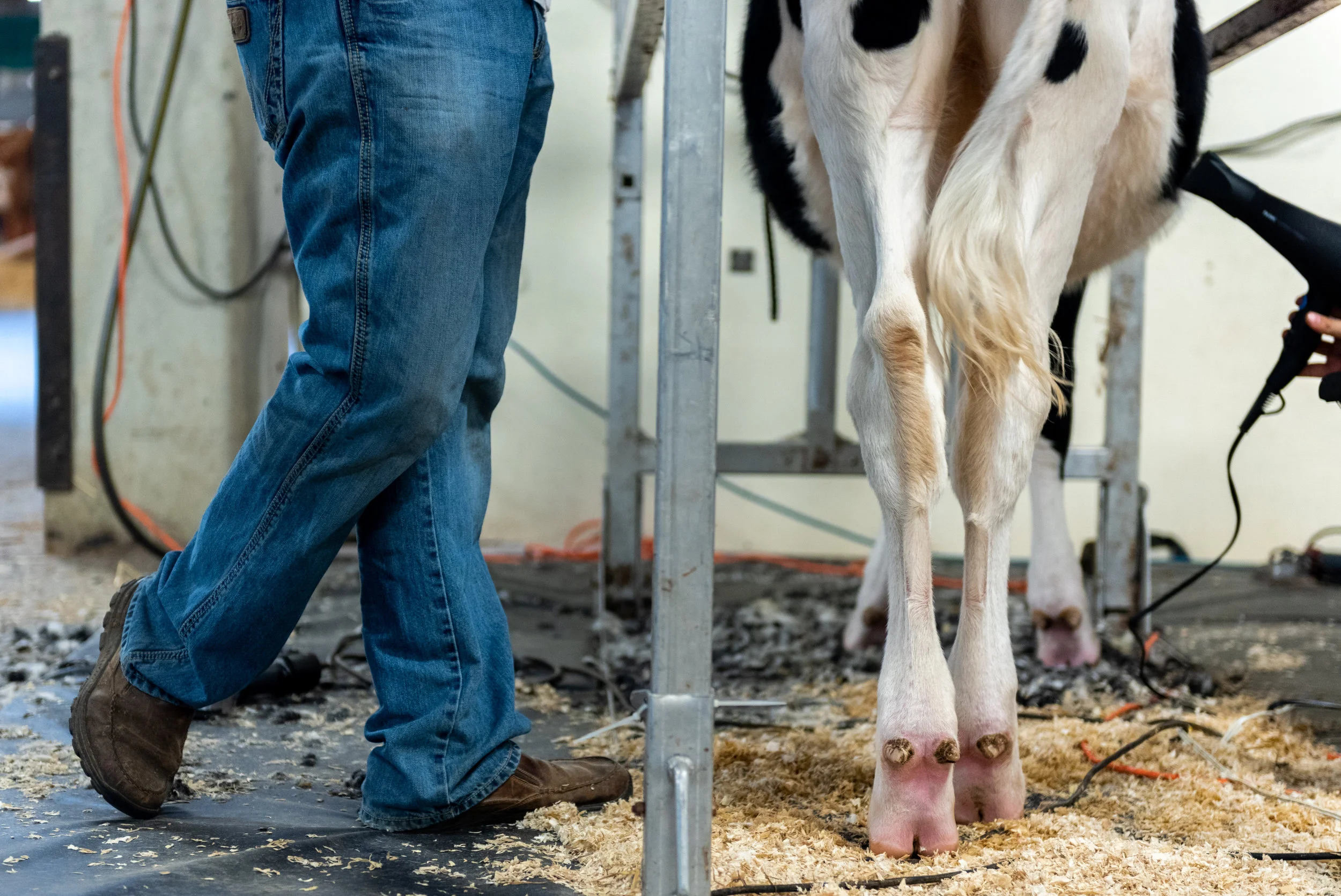 A man (right) blow dries his cow after bathing it.