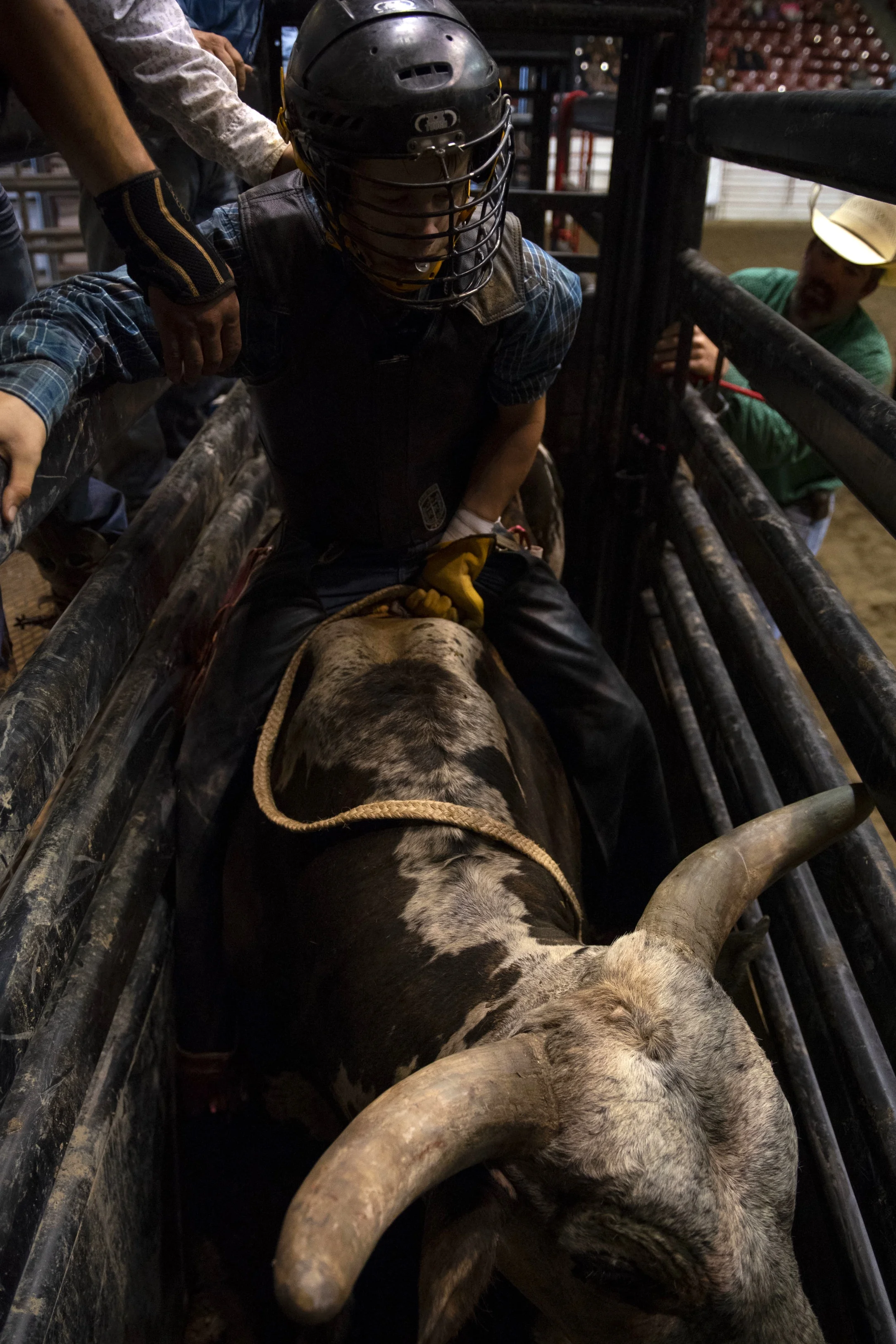  A competitor prepares to ride a bull in the arena. 