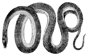Canon Code Snake.jpg