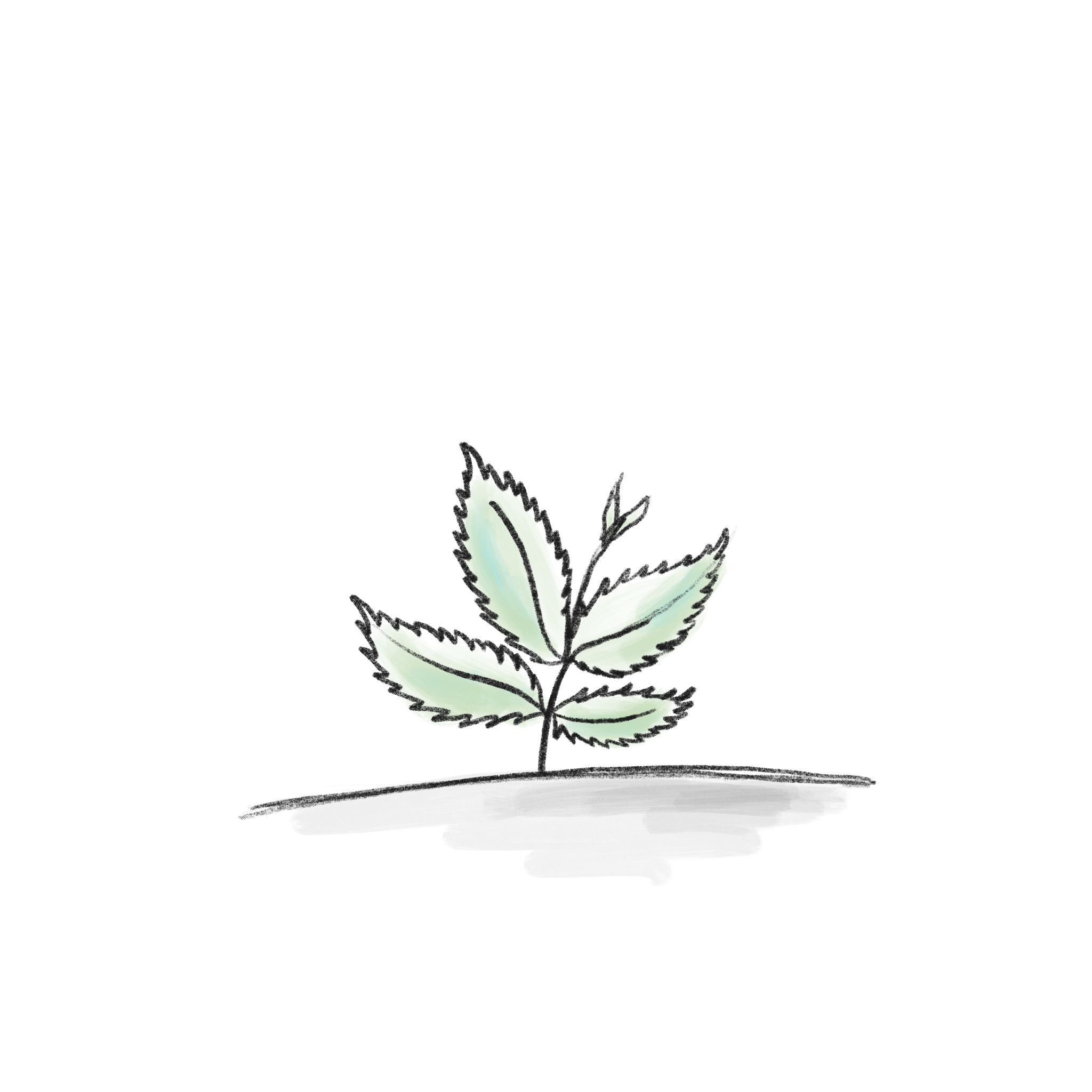 Mint-2.png