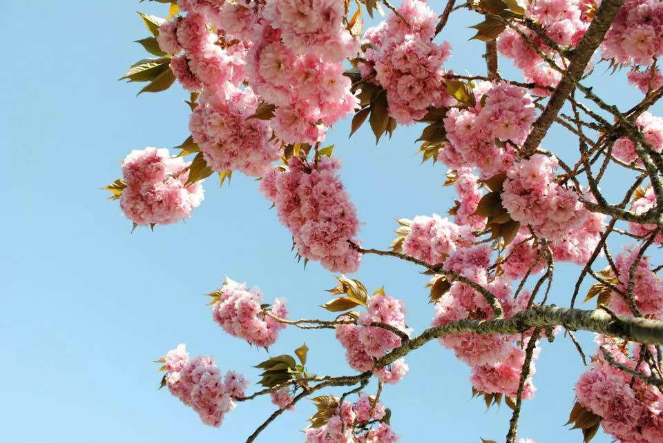 Spring Intentions 
