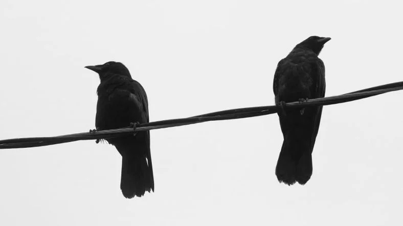 Birds phobia