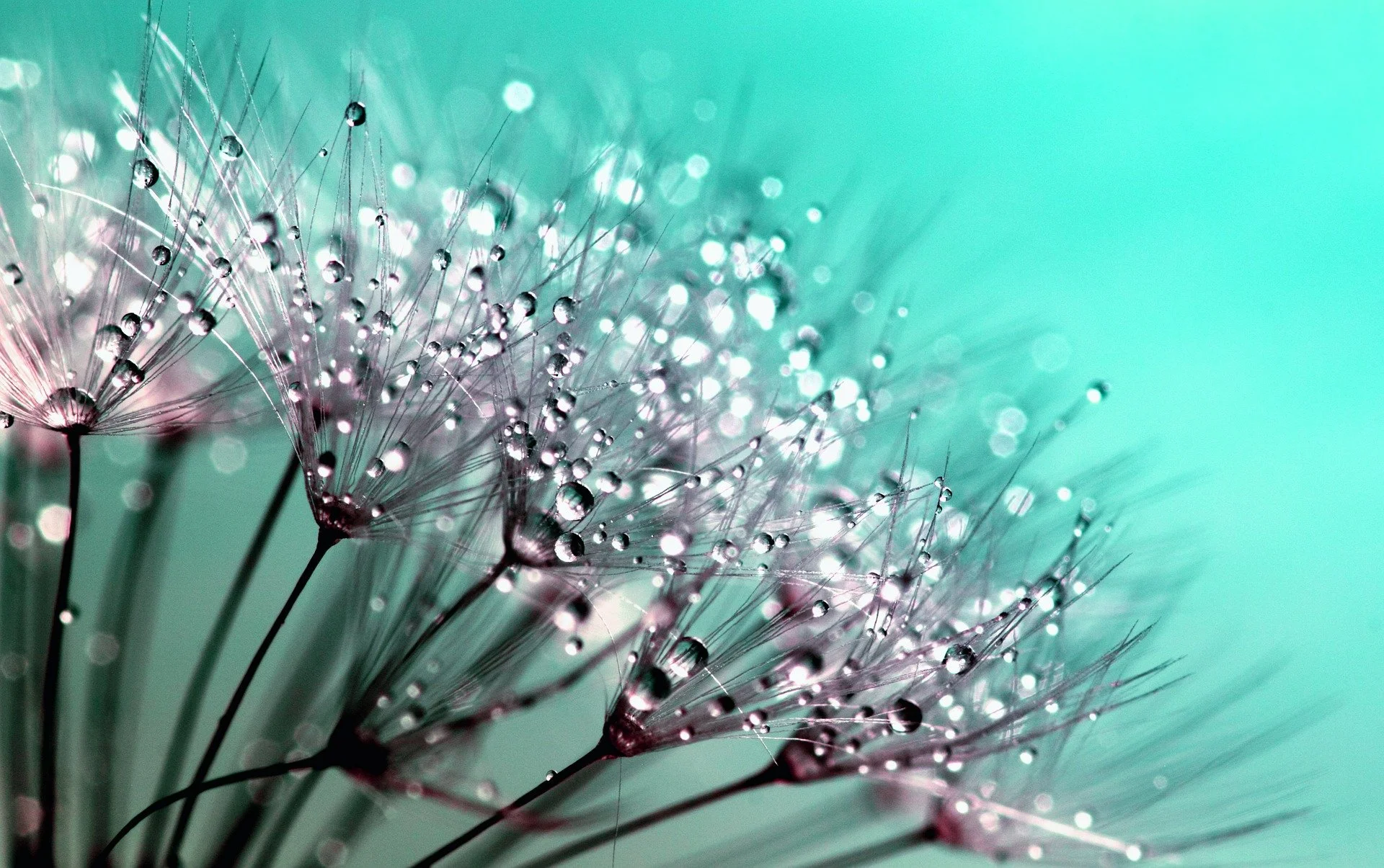 dandelion-gfcbdee9fc_1920.jpg