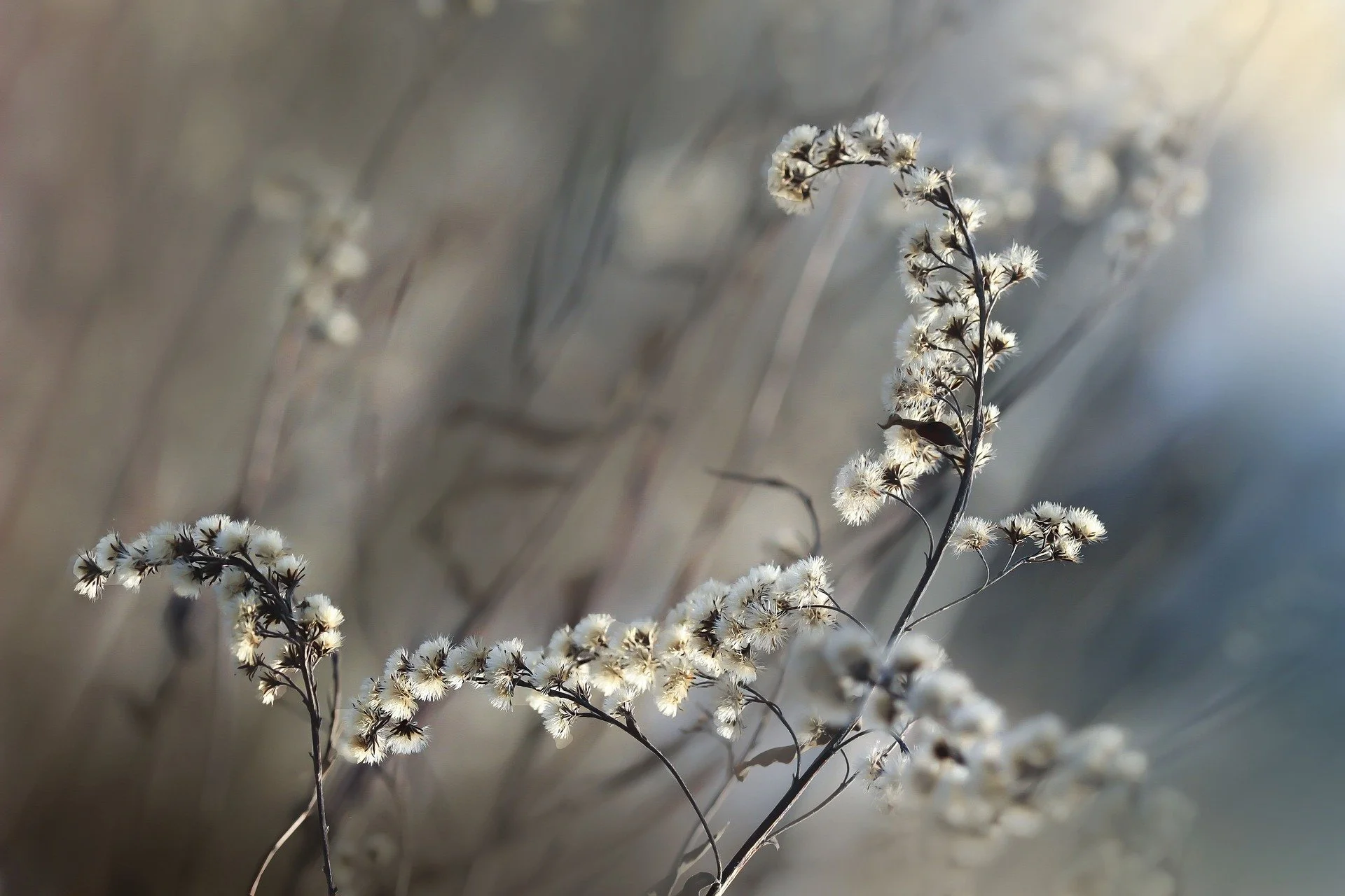 meadow-gee55fab5a_1920.jpg