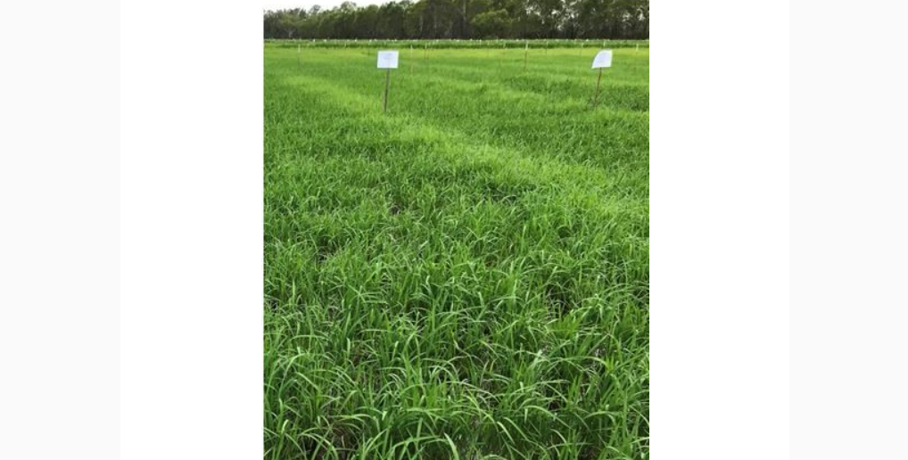 The trial plot demonstrates good weed control with STAM 5L/ha + STOMP 3.4L/ha + MAGISTER 0.5L/ha applied when the rice was at 3-5 leaf stage compared to the lighter green buffer strip seen in the background where no weed control occurred.