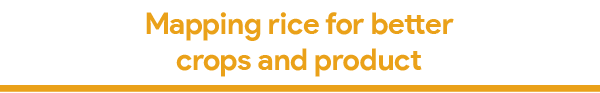 mapping rice-07.png