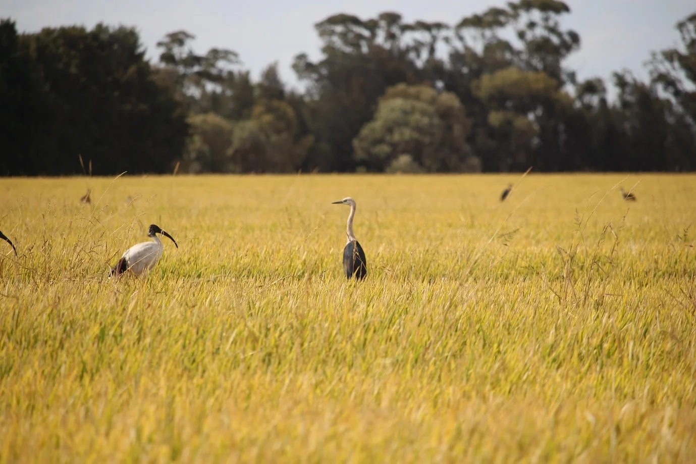 Birds in crop.jpg