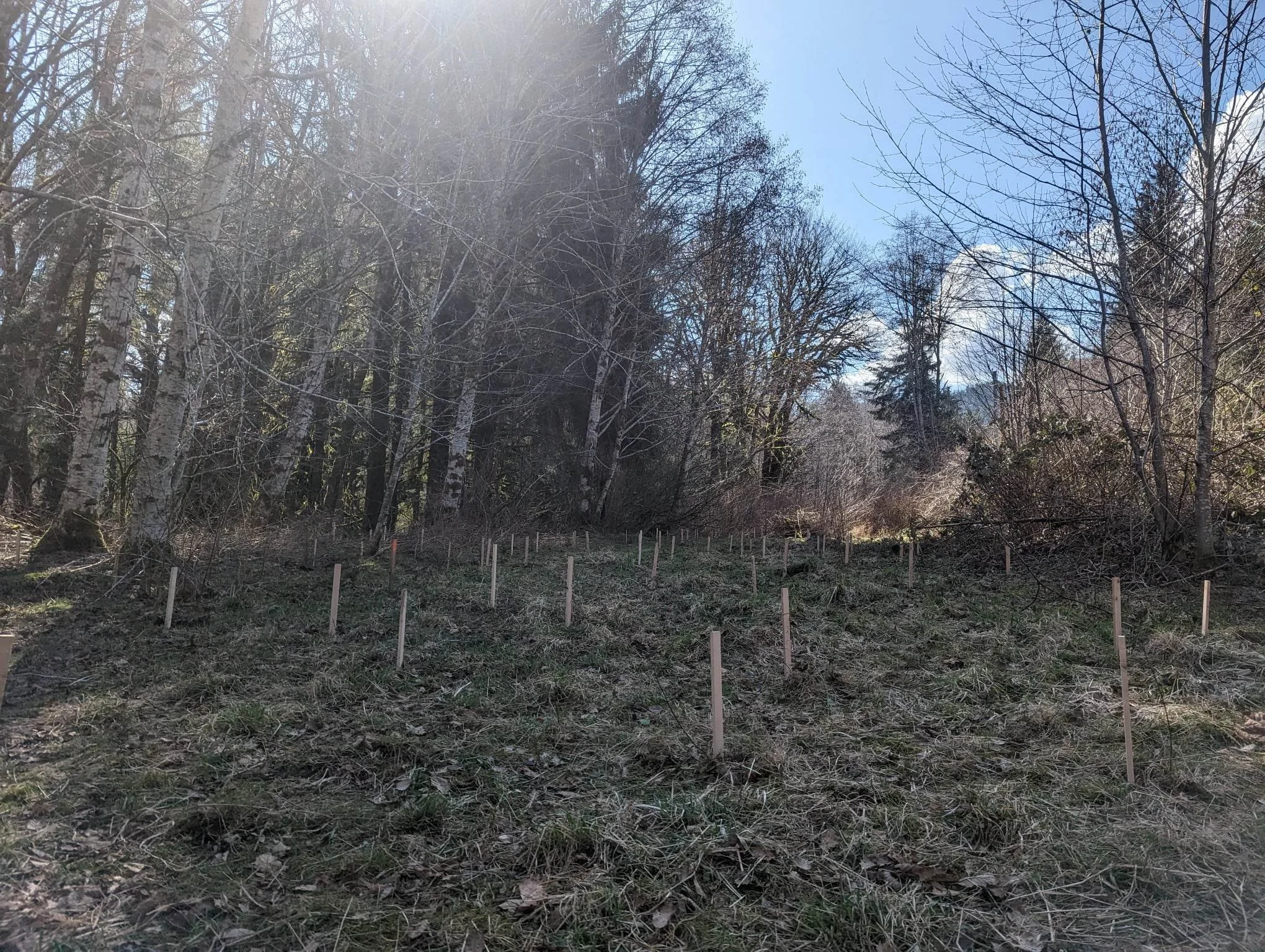 One Tree to Reduce the Impact of One Hundred Actions